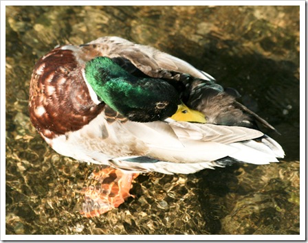 preening duck-2