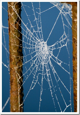 Frosted web-1