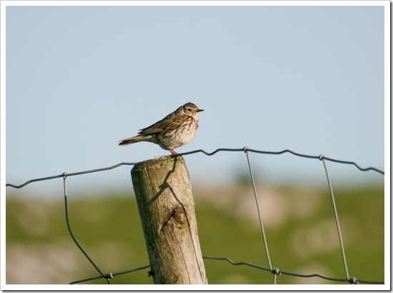 bird on fence -1