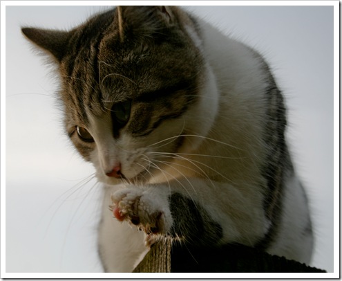 Frosty cat paw-1