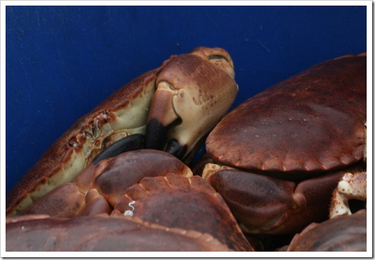 Salcombe crab live export 2