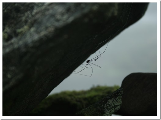 spider sheltering from the rain