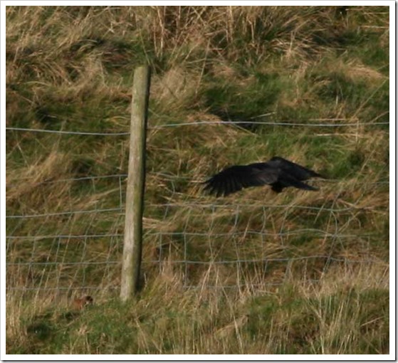 stoat and rook 2