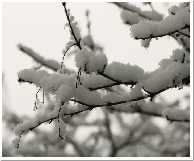 branches snow 4