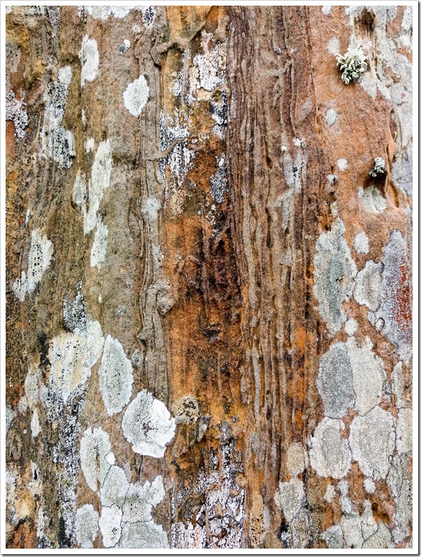 lichen standing stones 3