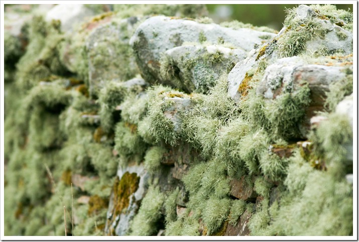 lichen wall 3_