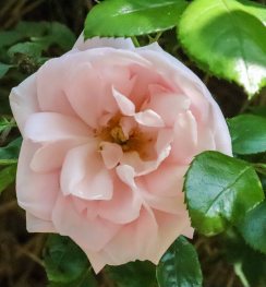 Burren perfumery rose