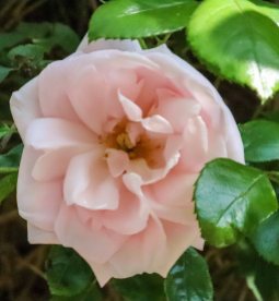 Burren perfumery rose