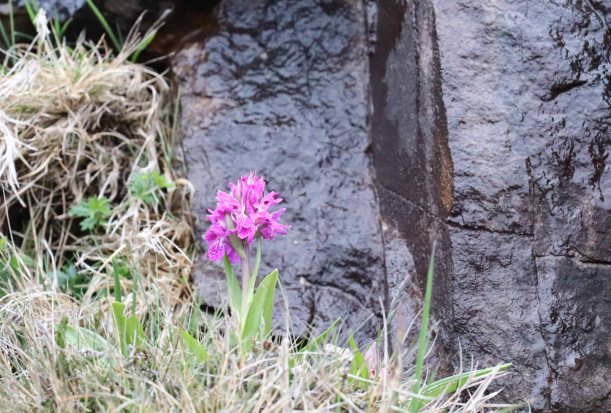 Mizen Head orchid rock
