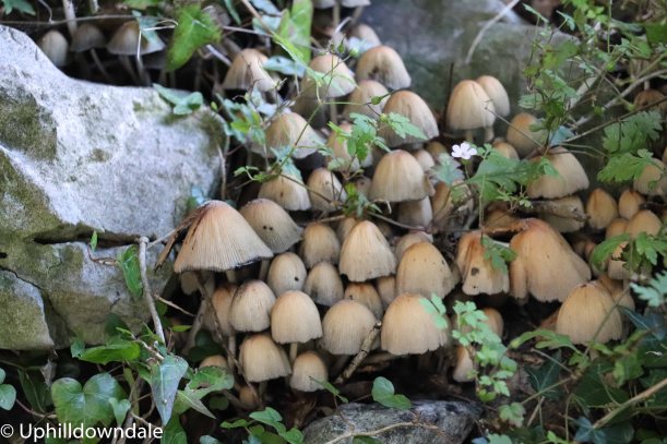 Fungi -1.jpg