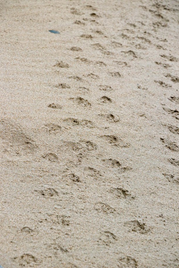 NZ penguin footprint_
