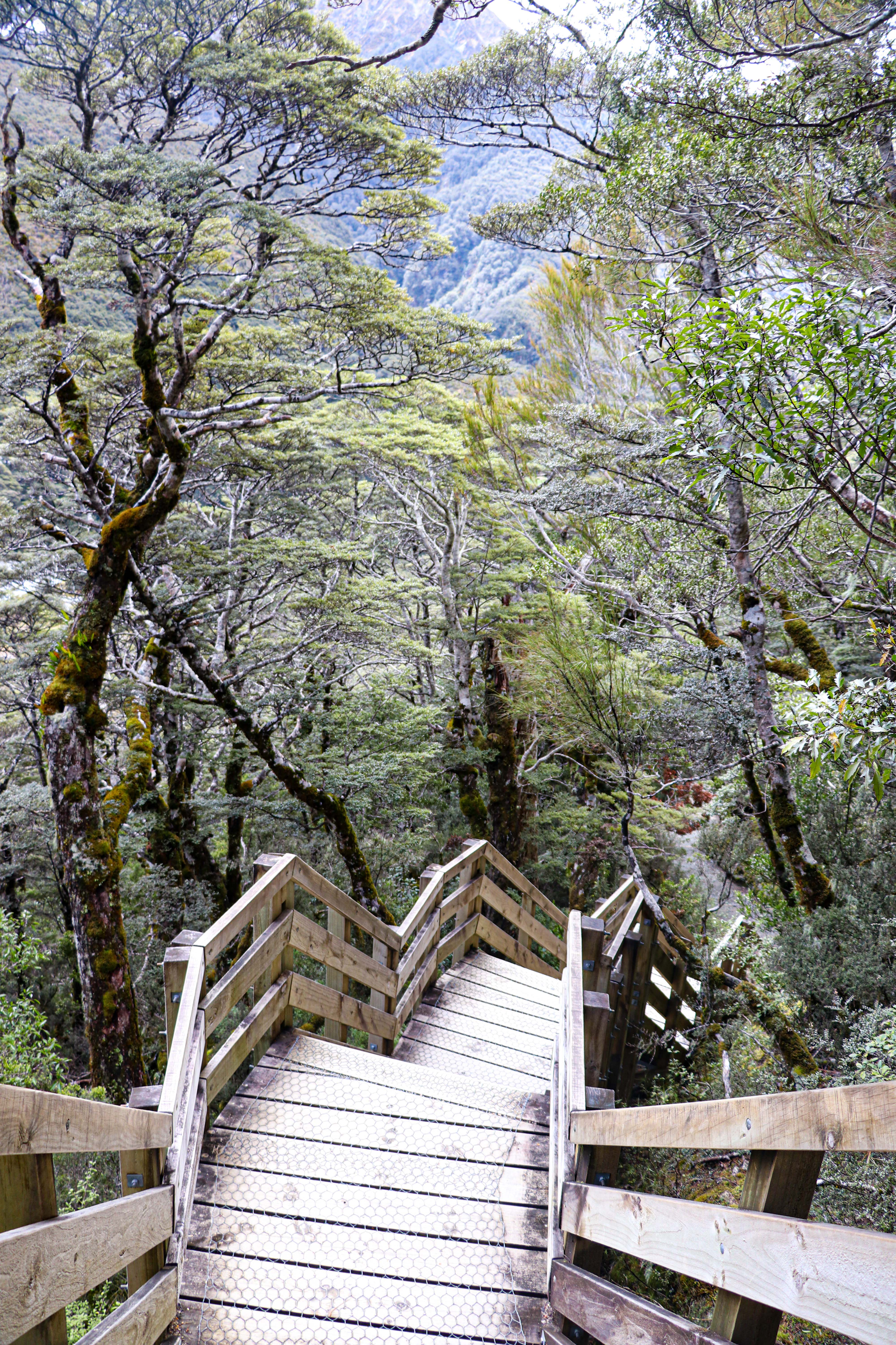NZ steps Arturs Pass 2